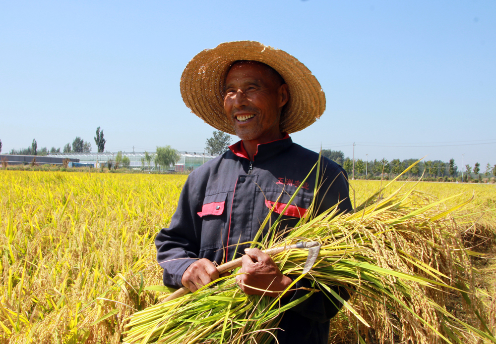 In pics: China embraces bumper harvest of multiple crops