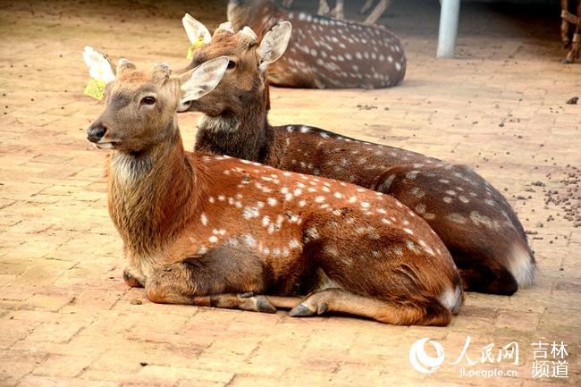 Sika deer breeding in NE China’s Jilin brings wealth to locals