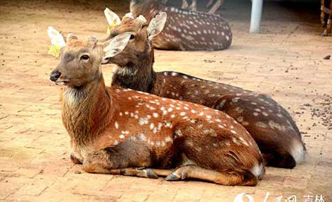 Sika deer breeding in NE China’s Jilin brings wealth to locals