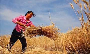 In pics: China embraces bumper harvest of multiple crops