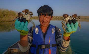 Pic story: skillful crab catcher in NW China's Xinjiang