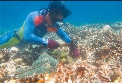 Chinese researchers ‘plant’ corals on seabed