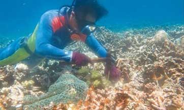 Chinese researchers ‘plant’ corals on seabed
