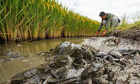 Rice-crab commensal eco-agriculture mode helps increase people's income in Hebei