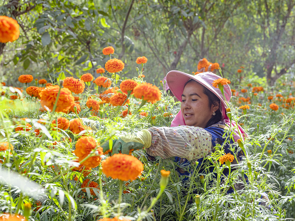 Peak harvest season for marigolds arrives in Shache county, NW China’s Xinjiang