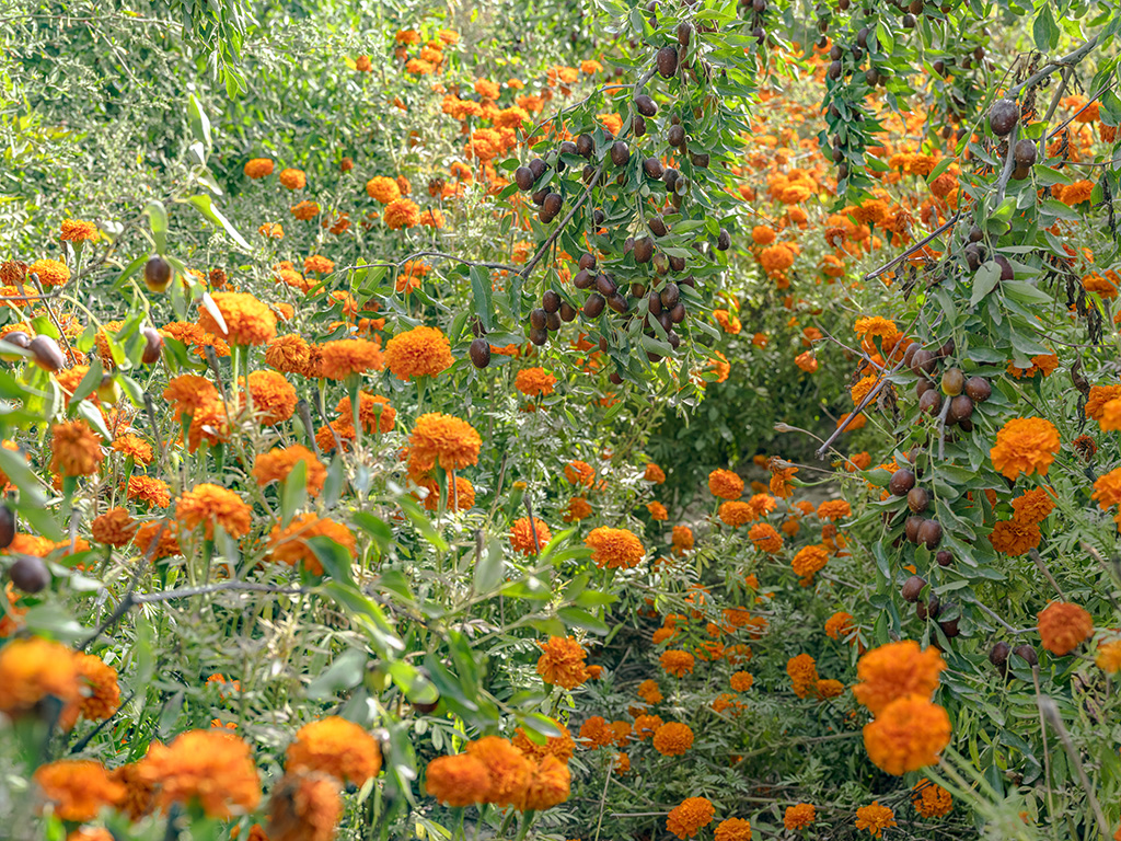 Peak harvest season for marigolds arrives in Shache county, NW China’s Xinjiang