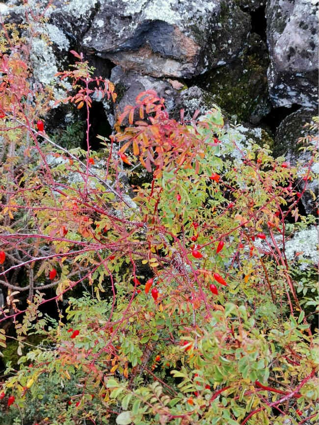 Colorful autumn scenery of Wudalianchi scenic area in NE China’s Heilongjiang
