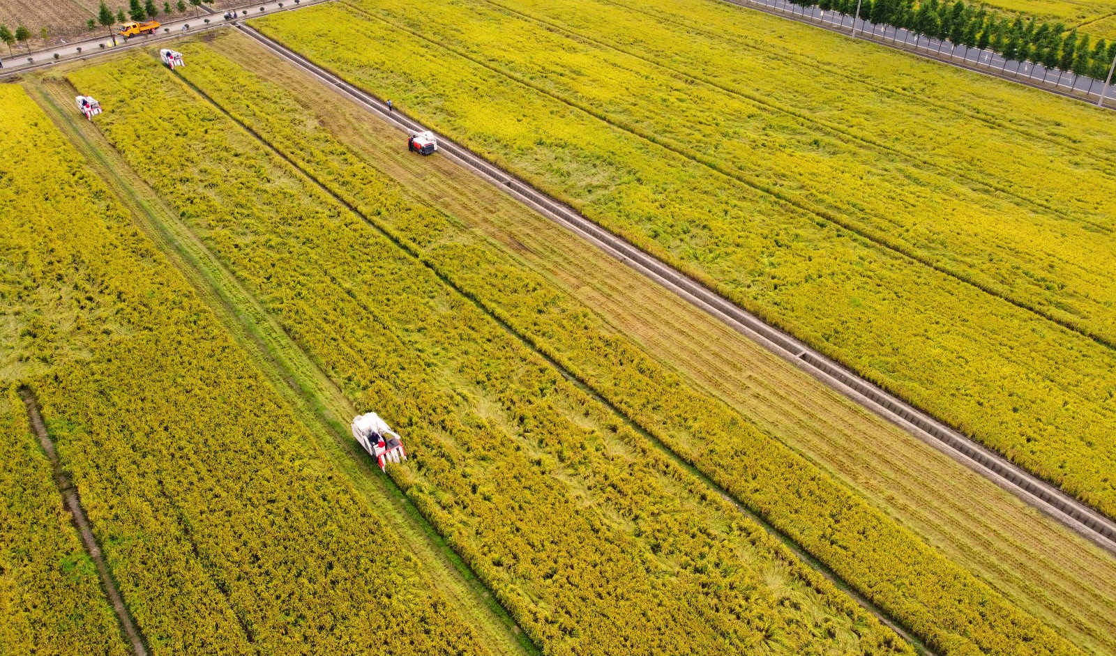 Chinese farmers celebrate harvest, embrace moderately prosperous society in all respects