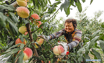 Scenery of autumn harvest across China
