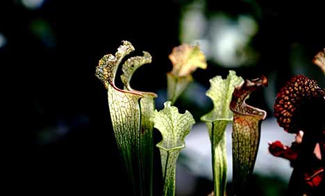 2nd Insectivorous Plant Exhibition held in Shanghai