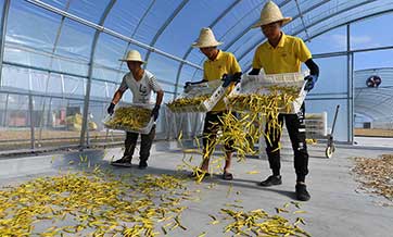 Daylily industry alleviates poverty in Yunzhou, N China’s Shanxi