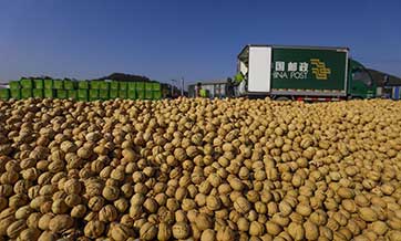 In pics: walnuts in Zunhua, N China