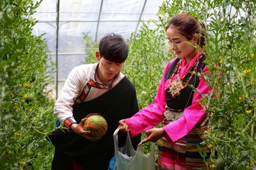Vegetable greenhouses in Tibet leads local farmers to better life