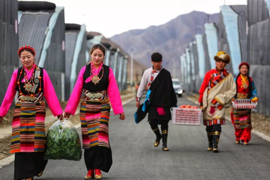 Vegetable greenhouses in Tibet leads local farmers to better life