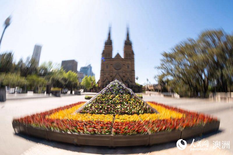 Sydney streets come alive with over 100,000 flowers for Living Color displays