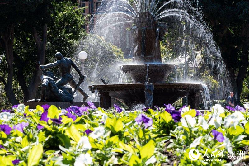 Sydney streets come alive with over 100,000 flowers for Living Color displays