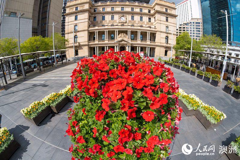 Sydney streets come alive with over 100,000 flowers for Living Color displays