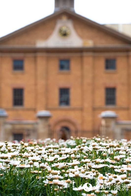 Sydney streets come alive with over 100,000 flowers for Living Color displays