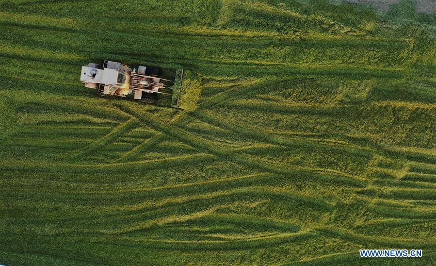 Silage corn harvest in Tangshan, Hebei