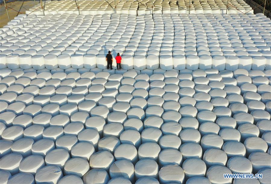 Silage corn harvest in Tangshan, Hebei