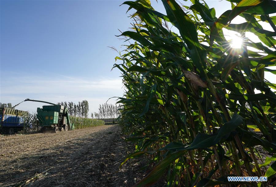 Silage corn harvest in Tangshan, Hebei