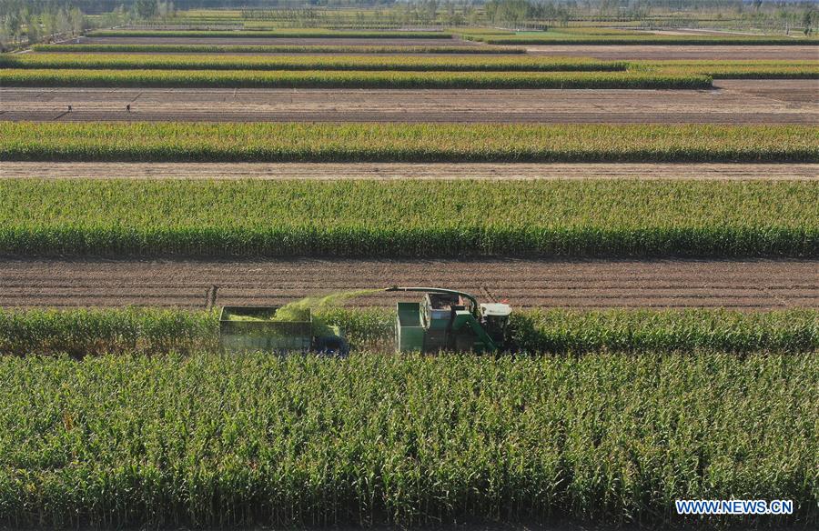 Silage corn harvest in Tangshan, Hebei