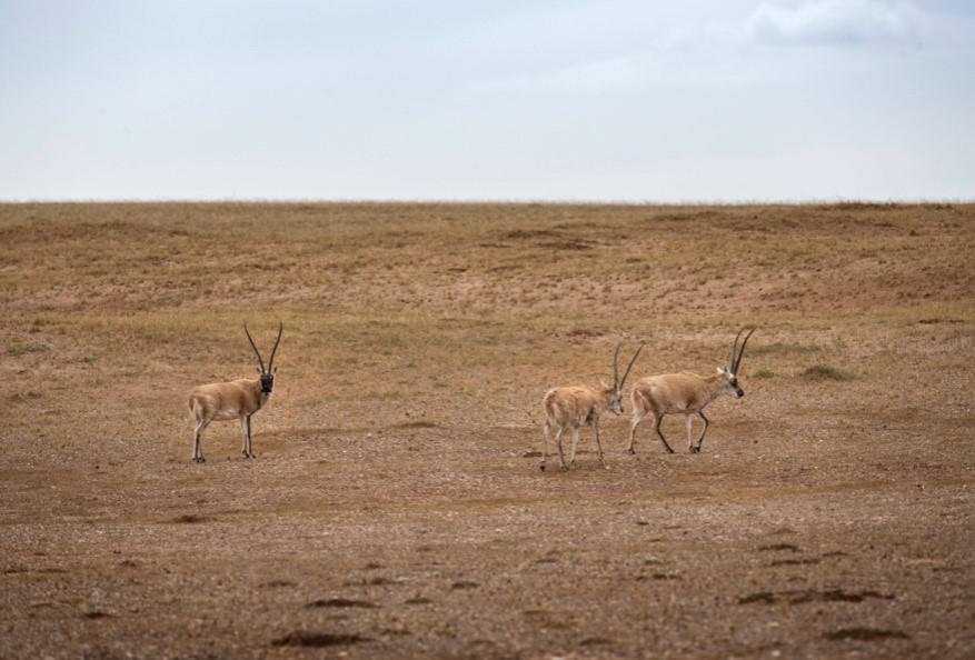 China’s Sanjiangyuan National Park becomes ideal home of Tibetan antelopes