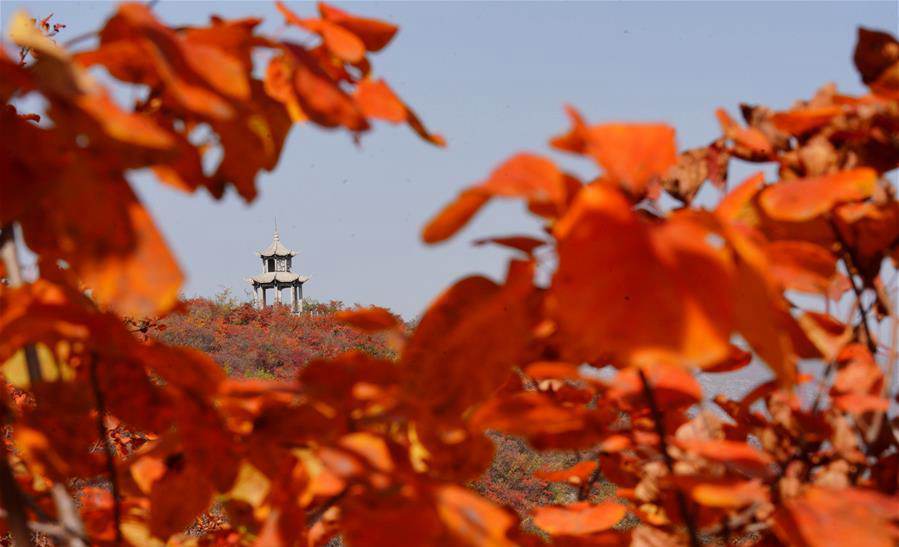 Scenery of red leaves in Hongfeng Mountain of Chaiguan Township
