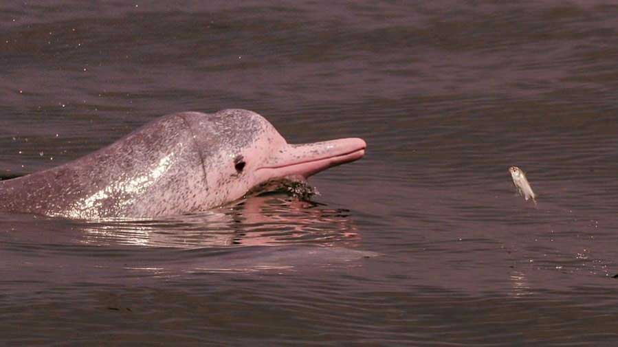Endangered Chinese white dolphins living in south China