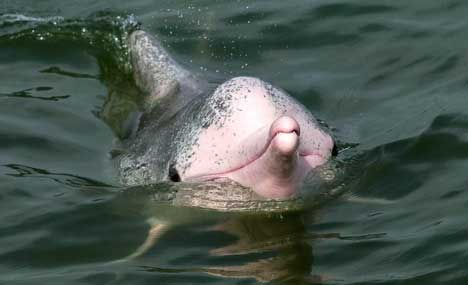 Endangered Chinese white dolphins living in south China