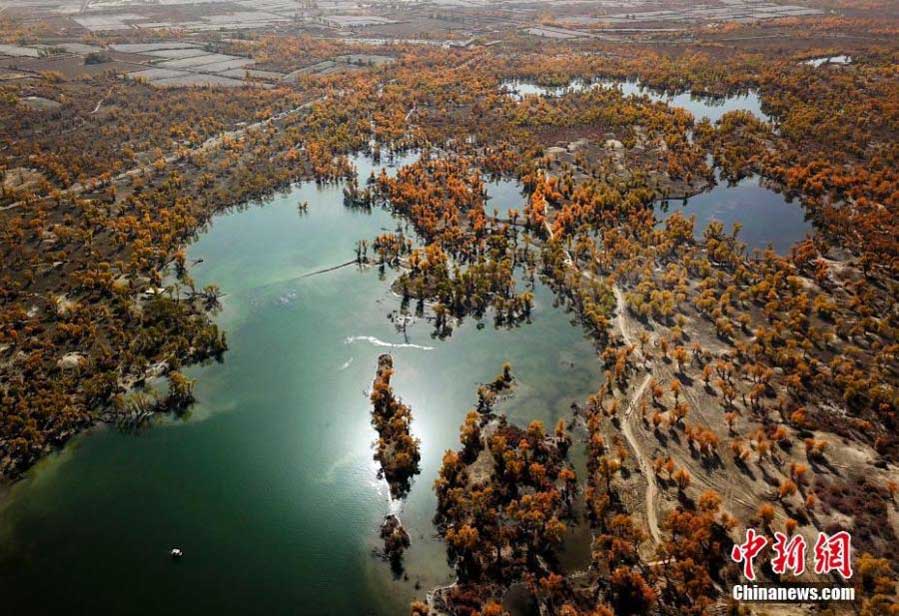 Autumn scenery of desert poplar forest along Tarim River in Xinjiang