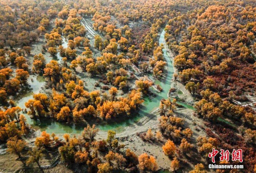 Autumn scenery of desert poplar forest along Tarim River in Xinjiang