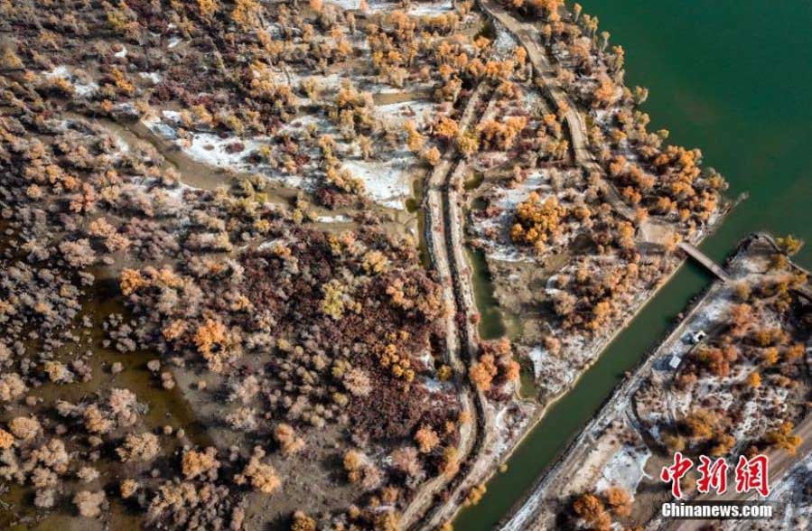 Autumn scenery of desert poplar forest along Tarim River in Xinjiang