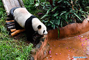 In pics: Giant pandas at Hainan Tropical Wildlife Park and Botanical Garden