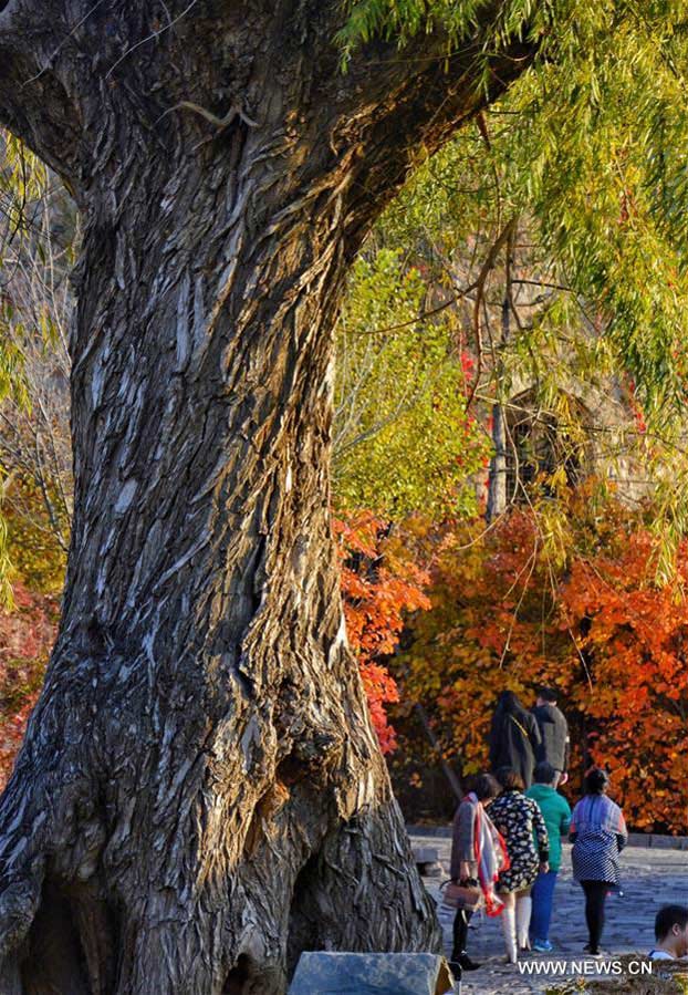 People enjoy autumn scenery in Gubei Water Town in Beijing