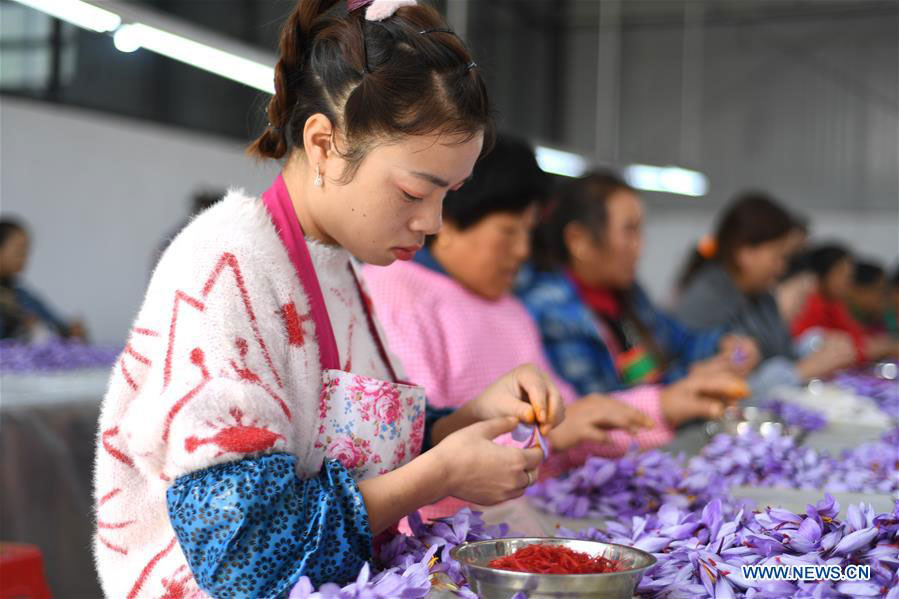 Farmers work for seasonal job at saffron crocus planting base in Guizhou