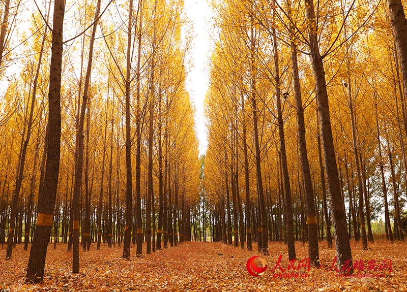 Autumn scenery in Xiongan New Area, north China's Hebei Province