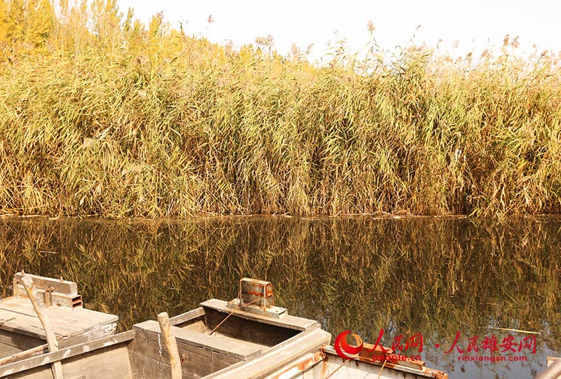 Autumn scenery in Xiongan New Area, north China's Hebei Province