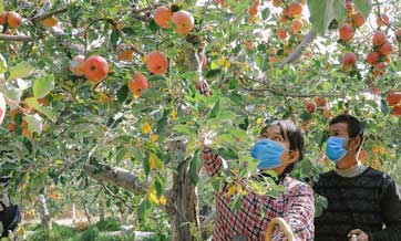 Over 380,000 mu of apples enter harvest season in Xinjiang's Aksu