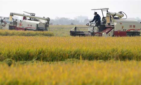 Farmers harvest paddy rice in Nanchang 