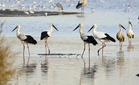 Oriental white storks seen at Caofeidian wetland in Hebei