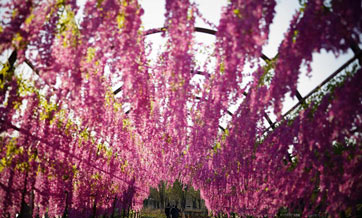 Visitors tour rural tourism complex in Tangshan, N China