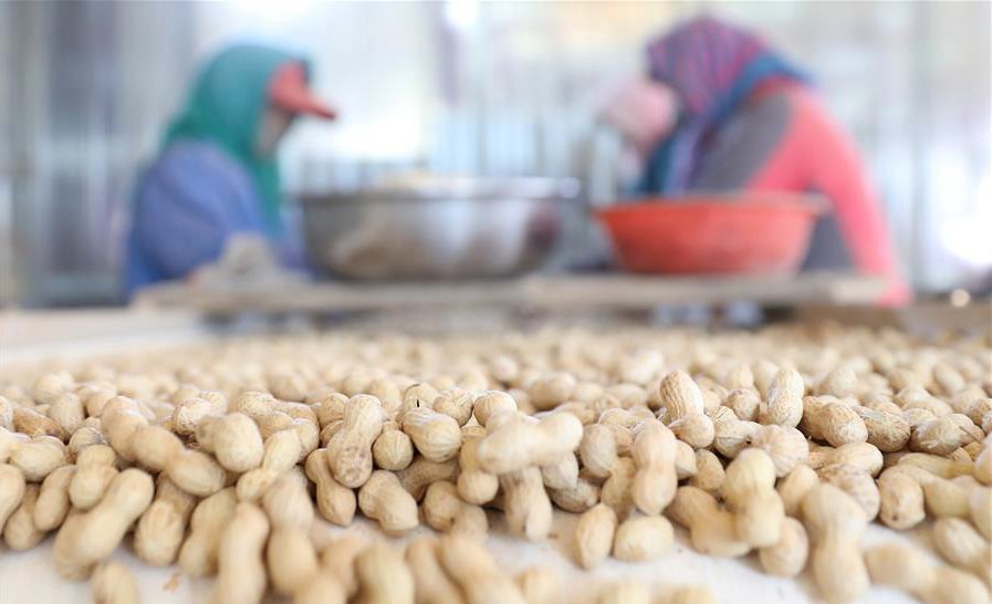 Worker busy processing peanuts in Liaoning