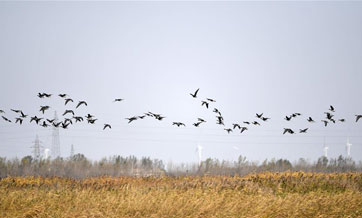 Migrant birds rest at Qilihai wetland in Tianjin