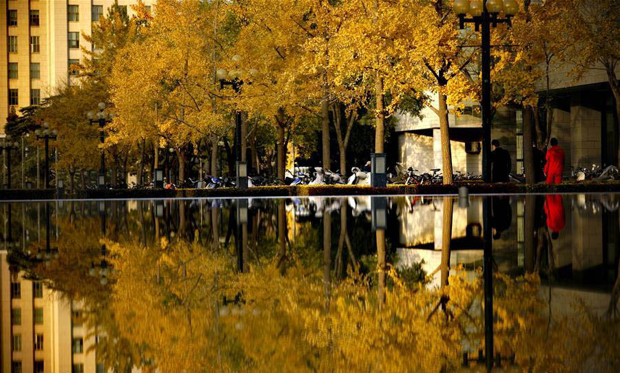 Autumn scenery at campus of Tsinghua University in Beijing