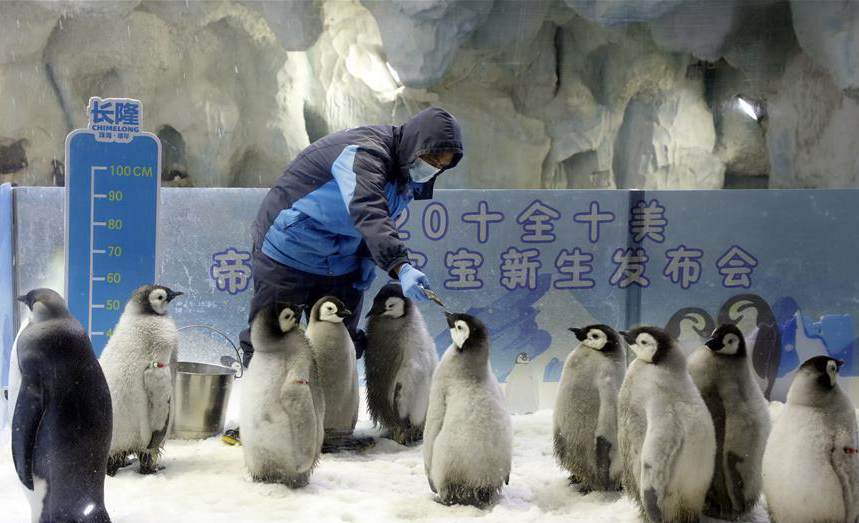 Baby emperor penguins born from June to August make their debut