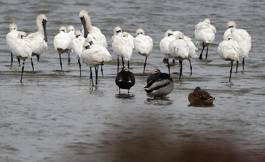 Scenery of Minjiang River estuary wetland in Fuzhou