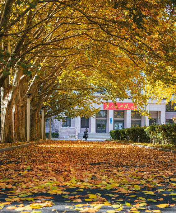 Autumn scenery of Beihang University in Beijing