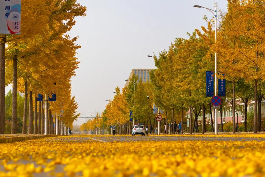 Autumn scenery of Beihang University in Beijing
