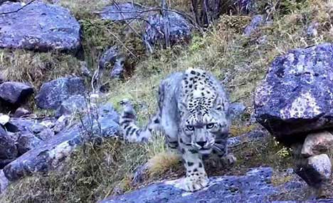 Snow leopard spotted in SW China